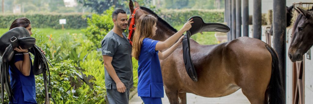 Estudiantes y profesor de medicina veterinaria y zootecnia ensillando a un caballo.