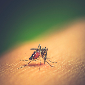 Foto- mosquito transmisor del dengue: ICMT