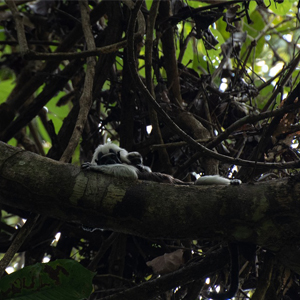 imagen de monos titi en un árbol