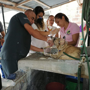 Foto de Médicos veterinarios CES, ayudando animales callejeros en magdalena medio