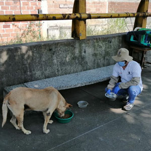 Fotografía de empleados de la alcaldía de Itagüí alimentando a perro callejero
