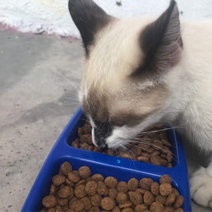 Foto de gato comiendo concentrado donado por el CVZ