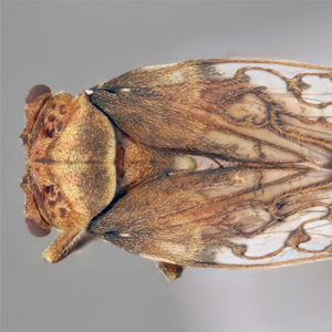 Fortografía de insecto de la colección CBUCES