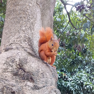 Fotografía de ardilla en un árbol de la universidad CES