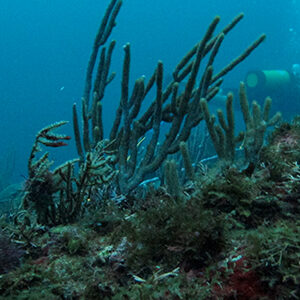 foto de unos arrecifes coralinos