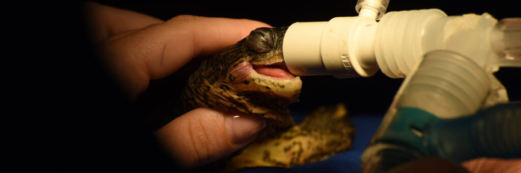 fotografía de una tortuga recibiendo tratamiento veterinario